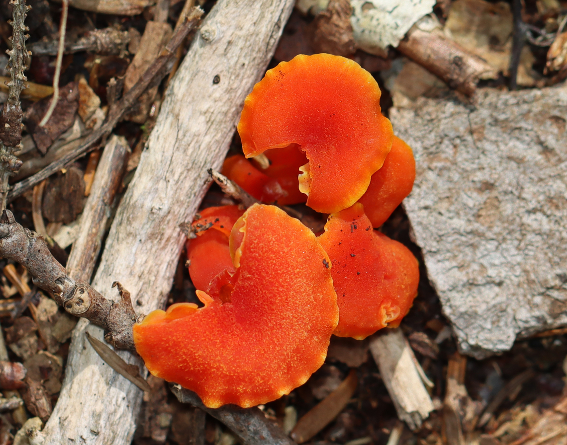 Waxcaps - Hygrocybe cantharellus Habitat: Mixed, coastal forest Geotagged,Hygrocybe cantharellus,Summer,United States,fungus,hygrocybe,mushroom,waxcap