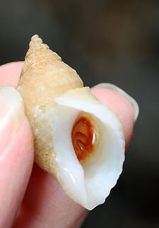 Dog Whelk - Nucella lapillus Aperture is large with flaring lips.

Fun fact: Dogwinkles that have fed on barnacles are whitish, while those that have fed on mussels are brownish or purple. Also, they secrete a purple dye, which was used by Native Americans.

Habitat: Low tide zone
https://www.jungledragon.com/image/140180/dog_whelk_-_nucella_lapillus.html Dog whelk,Geotagged,Nucella lapillus,Summer,United States
