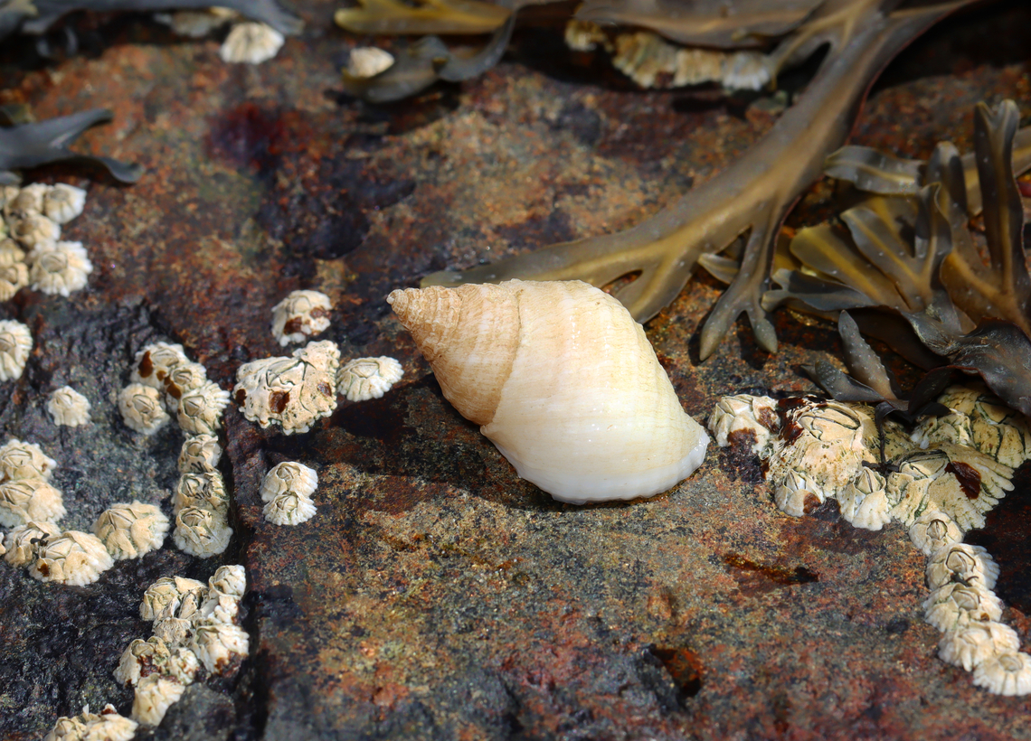 Dog Whelk - Nucella lapillus Aperture is large with flaring lips.<br />
<br />
Fun fact: Dogwinkles that have fed on barnacles are whitish, while those that have fed on mussels are brownish or purple. Also, they secrete a purple dye, which was used by Native Americans.<br />
<br />
Habitat: Low tide zone<br />
<figure class="photo"><a href="https://www.jungledragon.com/image/140179/dog_whelk_-_nucella_lapillus.html" title="Dog Whelk - Nucella lapillus"><img src="https://s3.amazonaws.com/media.jungledragon.com/images/3232/140179_thumb.jpg?AWSAccessKeyId=05GMT0V3GWVNE7GGM1R2&Expires=1759968010&Signature=MbiID%2BOUujxybsLsq86Q5vNdyjc%3D" width="108" height="152" alt="Dog Whelk - Nucella lapillus Aperture is large with flaring lips.<br />
<br />
Fun fact: Dogwinkles that have fed on barnacles are whitish, while those that have fed on mussels are brownish or purple. Also, they secrete a purple dye, which was used by Native Americans.<br />
<br />
Habitat: Low tide zone<br />
https://www.jungledragon.com/image/140180/dog_whelk_-_nucella_lapillus.html Dog whelk,Geotagged,Nucella lapillus,Summer,United States" /></a></figure><br />
 Atlantic dogwinkle,Dog whelk,Geotagged,Nucella,Nucella lapillus,Summer,United States,dogwhelk,snail,whelk