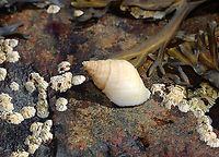 Dog Whelk - Nucella lapillus Aperture is large with flaring lips.<br />
<br />
Fun fact: Dogwinkles that have fed on barnacles are whitish, while those that have fed on mussels are brownish or purple. Also, they secrete a purple dye, which was used by Native Americans.<br />
<br />
Habitat: Low tide zone<br />
https://www.jungledragon.com/image/140179/dog_whelk_-_nucella_lapillus.html<br />
Atlantic dogwinkle,Dog whelk,Geotagged,Nucella,Nucella lapillus,Summer,United States,dogwhelk,snail,whelk