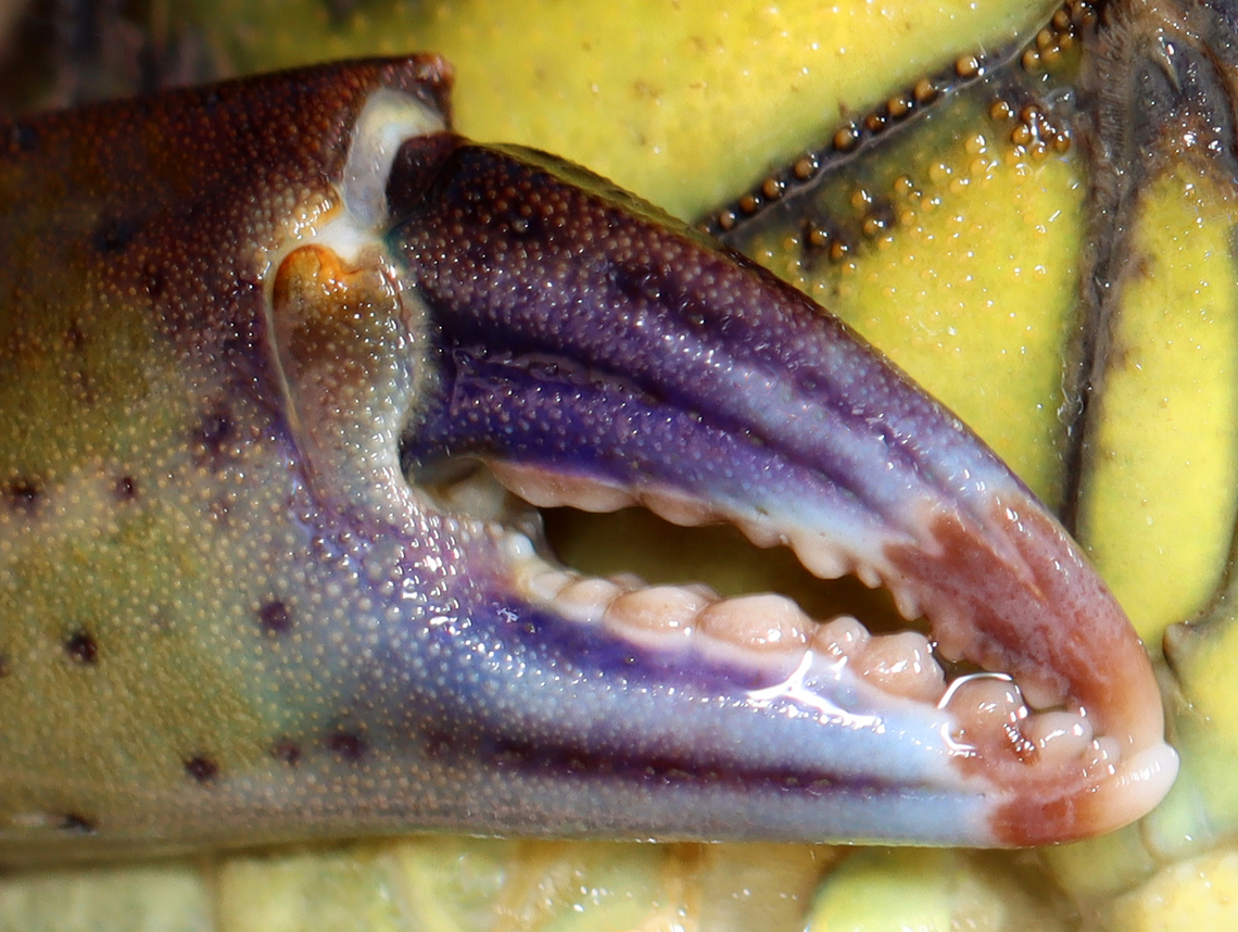 Green Crab - Carcinus maenas Habitat: Tidal pool<br />
<figure class="photo"><a href="https://www.jungledragon.com/image/140181/green_crab_-_carcinus_maenas.html" title="Green Crab - Carcinus maenas"><img src="https://s3.amazonaws.com/media.jungledragon.com/images/3232/140181_thumb.jpg?AWSAccessKeyId=05GMT0V3GWVNE7GGM1R2&Expires=1767225610&Signature=wYPTYTkuicEjE1UDemvuLgXkYxE%3D" width="200" height="152" alt="Green Crab - Carcinus maenas Habitat: Tidal pool<br />
https://www.jungledragon.com/image/140181/green_crab_-_carcinus_maenas.html<br />
https://www.jungledragon.com/image/140184/green_crab_-_carcinus_maenas.html<br />
https://www.jungledragon.com/image/140183/green_crab_-_carcinus_maenas.html<br />
https://www.jungledragon.com/image/140182/green_crab_-_carcinus_maenas.html Carcinus maenas,Common littoral crab,Geotagged,Summer,United States" /></a></figure><br />
<figure class="photo"><a href="https://www.jungledragon.com/image/140184/green_crab_-_carcinus_maenas.html" title="Green Crab - Carcinus maenas"><img src="https://s3.amazonaws.com/media.jungledragon.com/images/3232/140184_thumb.jpg?AWSAccessKeyId=05GMT0V3GWVNE7GGM1R2&Expires=1767225610&Signature=3X0ddAibD3kwTHaimnycK6mRtS4%3D" width="200" height="156" alt="Green Crab - Carcinus maenas Habitat: Tidal pool<br />
https://www.jungledragon.com/image/140181/green_crab_-_carcinus_maenas.html<br />
https://www.jungledragon.com/image/140184/green_crab_-_carcinus_maenas.html<br />
https://www.jungledragon.com/image/140183/green_crab_-_carcinus_maenas.html<br />
https://www.jungledragon.com/image/140182/green_crab_-_carcinus_maenas.html Carcinus maenas,Common littoral crab,Geotagged,Summer,United States" /></a></figure><br />
<figure class="photo"><a href="https://www.jungledragon.com/image/140183/green_crab_-_carcinus_maenas.html" title="Green Crab - Carcinus maenas"><img src="https://s3.amazonaws.com/media.jungledragon.com/images/3232/140183_thumb.jpg?AWSAccessKeyId=05GMT0V3GWVNE7GGM1R2&Expires=1767225610&Signature=CDPdYGmtfk4yzZTBf2ZMLUSbWnA%3D" width="200" height="126" alt="Green Crab - Carcinus maenas Habitat: Tidal pool<br />
https://www.jungledragon.com/image/140181/green_crab_-_carcinus_maenas.html<br />
https://www.jungledragon.com/image/140184/green_crab_-_carcinus_maenas.html<br />
https://www.jungledragon.com/image/140183/green_crab_-_carcinus_maenas.html<br />
https://www.jungledragon.com/image/140182/green_crab_-_carcinus_maenas.html Carcinus,Carcinus maenas,Common littoral crab,Geotagged,Summer,United States,crab,green crab" /></a></figure><br />
<figure class="photo"><a href="https://www.jungledragon.com/image/140182/green_crab_-_carcinus_maenas.html" title="Green Crab - Carcinus maenas"><img src="https://s3.amazonaws.com/media.jungledragon.com/images/3232/140182_thumb.jpg?AWSAccessKeyId=05GMT0V3GWVNE7GGM1R2&Expires=1767225610&Signature=i51Xnl1pXA4VIrW9FbMEe%2F8N5Qk%3D" width="200" height="144" alt="Green Crab - Carcinus maenas Habitat: Tidal pool<br />
https://www.jungledragon.com/image/140181/green_crab_-_carcinus_maenas.html<br />
https://www.jungledragon.com/image/140184/green_crab_-_carcinus_maenas.html<br />
https://www.jungledragon.com/image/140183/green_crab_-_carcinus_maenas.html<br />
https://www.jungledragon.com/image/140182/green_crab_-_carcinus_maenas.html Carcinus maenas,Common littoral crab,Geotagged,Summer,United States" /></a></figure> Carcinus maenas,Common littoral crab,Geotagged,Summer,United States