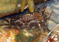 Green Crab - Carcinus maenas Habitat: Tidal pool<br />
https://www.jungledragon.com/image/140181/green_crab_-_carcinus_maenas.html<br />
https://www.jungledragon.com/image/140184/green_crab_-_carcinus_maenas.html<br />
https://www.jungledragon.com/image/140183/green_crab_-_carcinus_maenas.html<br />
https://www.jungledragon.com/image/140182/green_crab_-_carcinus_maenas.html Carcinus maenas,Common littoral crab,Geotagged,Summer,United States