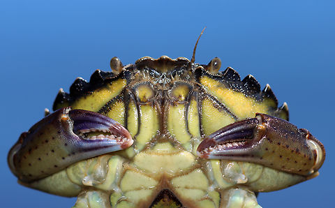 Green Crab - Carcinus maenas Habitat: Tidal pool
https://www.jungledragon.com/image/140181/green_crab_-_carcinus_maenas.html
https://www.jungledragon.com/image/140184/green_crab_-_carcinus_maenas.html
https://www.jungledragon.com/image/140183/green_crab_-_carcinus_maenas.html
https://www.jungledragon.com/image/140182/green_crab_-_carcinus_maenas.html Carcinus,Carcinus maenas,Common littoral crab,Geotagged,Summer,United States,crab,green crab