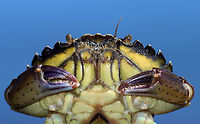 Green Crab - Carcinus maenas Habitat: Tidal pool<br />
https://www.jungledragon.com/image/140181/green_crab_-_carcinus_maenas.html<br />
https://www.jungledragon.com/image/140184/green_crab_-_carcinus_maenas.html<br />
https://www.jungledragon.com/image/140183/green_crab_-_carcinus_maenas.html<br />
https://www.jungledragon.com/image/140182/green_crab_-_carcinus_maenas.html Carcinus,Carcinus maenas,Common littoral crab,Geotagged,Summer,United States,crab,green crab