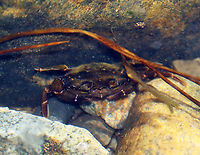 Green Crab - Carcinus maenas Habitat: Tidal pool<br />
https://www.jungledragon.com/image/140181/green_crab_-_carcinus_maenas.html<br />
https://www.jungledragon.com/image/140184/green_crab_-_carcinus_maenas.html<br />
https://www.jungledragon.com/image/140183/green_crab_-_carcinus_maenas.html<br />
https://www.jungledragon.com/image/140182/green_crab_-_carcinus_maenas.html Carcinus maenas,Common littoral crab,Geotagged,Summer,United States