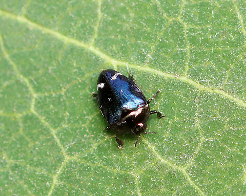 Wood-boring Beetle - Pachyschelus purpureus Habitat: Garden Buprestidae,Geotagged,Pachyschelus,Pachyschelus purpureus,Summer,United States,beetle