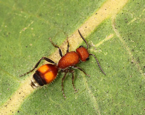 Velvet Ant - Dasymutilla gibbosa Habitat: Garden Dasymutilla,Dasymutilla gibbosa,Geotagged,Mutillidae,Summer,United States,velvet ant