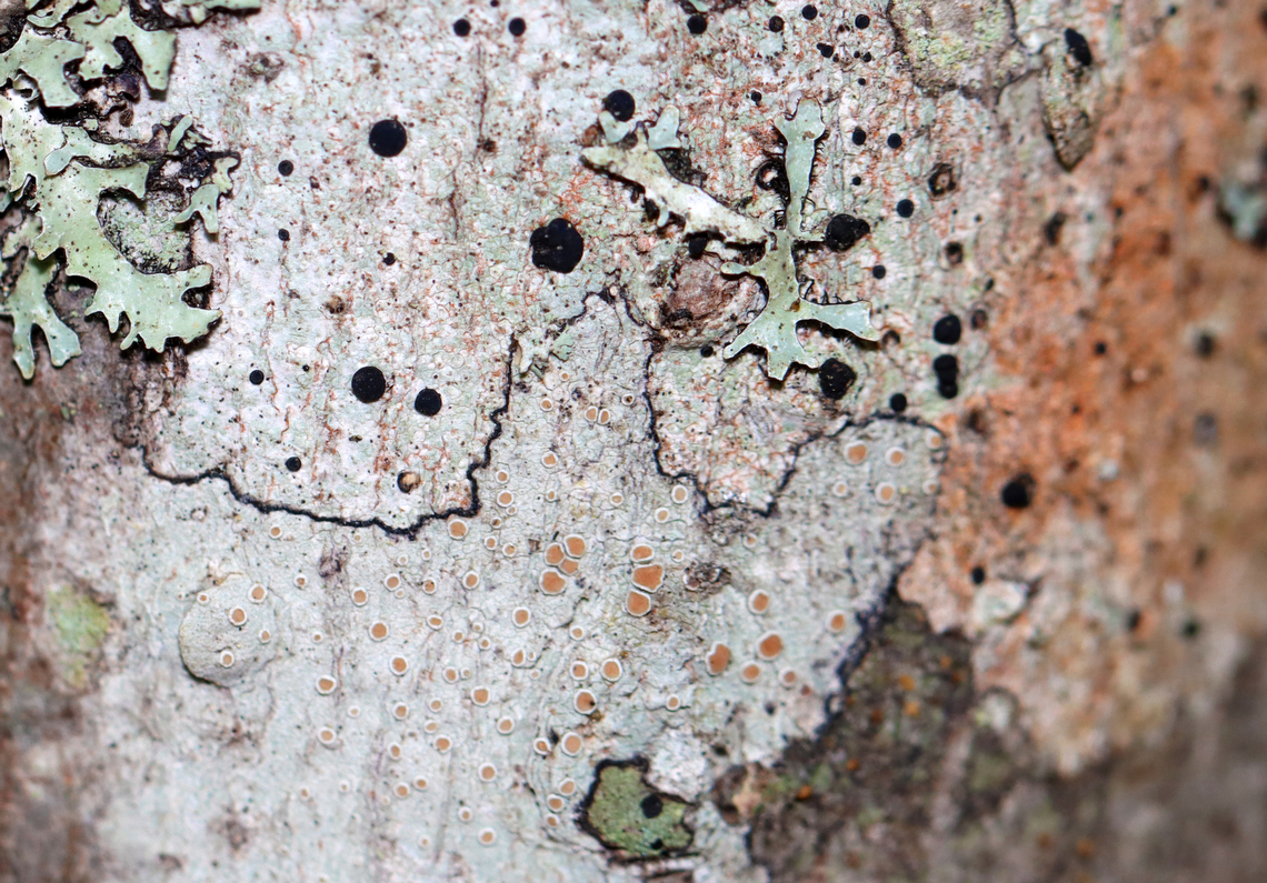 Lichen - Lecanora hybocarpa *ID is for the lichen in the bottom middle with the orange-brownish apothecia and pale gray thallus.<br />
<br />
Habitat: Hardwood tree Geotagged,Lecanora hybocarpa,Summer,United States,lecanora,lichen