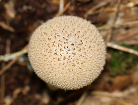 Gem-studded Puffball - Lycoperdon perlatum Habitat: Growing on rotting wood in a mixed forest Common puffball,Geotagged,Lycoperdon perlatum,Summer,United States,fungus,lycoperdon,puffball