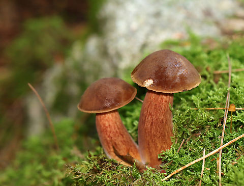 Bay Bolete - Imleria badia Habitat: Growing in moss; coastal mixed forest
https://www.jungledragon.com/image/140418/bay_bolete_-_imleria_badia.html Geotagged,Imleria,Imleria badia,Summer,United States,bay bolete,boletaceae,bolete,fungus,mushroom