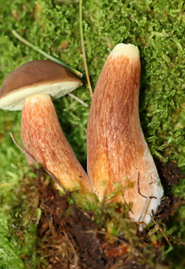 Bay Bolete - Imleria badia Habitat: Growing in moss; coastal mixed forest<br />
<figure class="photo"><a href="https://www.jungledragon.com/image/140417/bay_bolete_-_imleria_badia.html" title="Bay Bolete - Imleria badia"><img src="https://s3.amazonaws.com/media.jungledragon.com/images/3232/140417_thumb.jpg?AWSAccessKeyId=05GMT0V3GWVNE7GGM1R2&Expires=1767225610&Signature=vnIknzgjFyE5ZJhUSF%2BdBygb%2FmY%3D" width="200" height="154" alt="Bay Bolete - Imleria badia Habitat: Growing in moss; coastal mixed forest<br />
https://www.jungledragon.com/image/140418/bay_bolete_-_imleria_badia.html Geotagged,Imleria,Imleria badia,Summer,United States,bay bolete,boletaceae,bolete,fungus,mushroom" /></a></figure> Geotagged,Imleria badia,Summer,United States