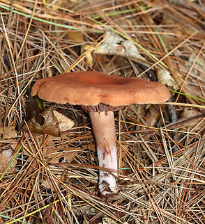 Mushroom - Lactarius/Lactifluus sp. Latex was initially clear, but turned white.

Habitat: Coniferous forest
https://www.jungledragon.com/image/140419/mushroom_-_lactariuslactifluus_sp.html
https://www.jungledragon.com/image/140421/mushroom_-_lactariuslactifluus_sp.html
https://www.jungledragon.com/image/140420/mushroom_-_lactariuslactifluus_sp.html Geotagged,Summer,United States,fungus,milk cap,mushroom