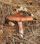 Mushroom - Lactarius/Lactifluus sp. Latex was initially clear, but turned white.<br />
<br />
Habitat: Coniferous forest<br />
https://www.jungledragon.com/image/140419/mushroom_-_lactariuslactifluus_sp.html<br />
https://www.jungledragon.com/image/140421/mushroom_-_lactariuslactifluus_sp.html<br />
https://www.jungledragon.com/image/140420/mushroom_-_lactariuslactifluus_sp.html Geotagged,Summer,United States,fungus,milk cap,mushroom