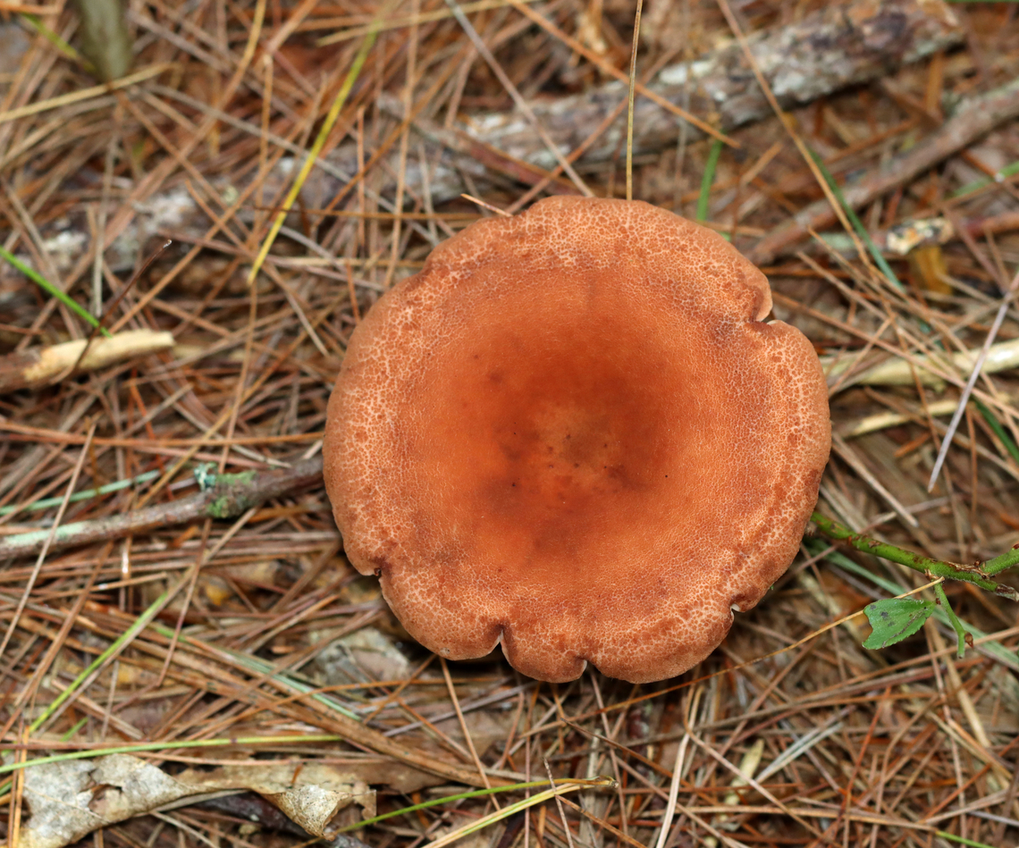 Mushroom - Lactarius/Lactifluus sp. Latex was initially clear, but turned white.<br />
<br />
Habitat: Coniferous forest<br />
<figure class="photo"><a href="https://www.jungledragon.com/image/140419/mushroom_-_lactariuslactifluus_sp.html" title="Mushroom - Lactarius/Lactifluus sp."><img src="https://s3.amazonaws.com/media.jungledragon.com/images/3232/140419_thumb.jpg?AWSAccessKeyId=05GMT0V3GWVNE7GGM1R2&Expires=1765411210&Signature=p8y%2BECfAlYlUa2HIQliKxg4rJ4w%3D" width="140" height="152" alt="Mushroom - Lactarius/Lactifluus sp. Latex was initially clear, but turned white.<br />
<br />
Habitat: Coniferous forest<br />
https://www.jungledragon.com/image/140419/mushroom_-_lactariuslactifluus_sp.html<br />
https://www.jungledragon.com/image/140421/mushroom_-_lactariuslactifluus_sp.html<br />
https://www.jungledragon.com/image/140420/mushroom_-_lactariuslactifluus_sp.html Geotagged,Summer,United States,fungus,milk cap,mushroom" /></a></figure><br />
<figure class="photo"><a href="https://www.jungledragon.com/image/140421/mushroom_-_lactariuslactifluus_sp.html" title="Mushroom - Lactarius/Lactifluus sp."><img src="https://s3.amazonaws.com/media.jungledragon.com/images/3232/140421_thumb.jpg?AWSAccessKeyId=05GMT0V3GWVNE7GGM1R2&Expires=1765411210&Signature=7%2FF4Y0aXFRc2XOFWMpQ7nKxIBlU%3D" width="200" height="148" alt="Mushroom - Lactarius/Lactifluus sp. Latex was initially clear, but turned white.<br />
<br />
Habitat: Coniferous forest<br />
https://www.jungledragon.com/image/140419/mushroom_-_lactariuslactifluus_sp.html<br />
https://www.jungledragon.com/image/140421/mushroom_-_lactariuslactifluus_sp.html<br />
https://www.jungledragon.com/image/140420/mushroom_-_lactariuslactifluus_sp.html Geotagged,Summer,United States" /></a></figure><br />
<figure class="photo"><a href="https://www.jungledragon.com/image/140420/mushroom_-_lactariuslactifluus_sp.html" title="Mushroom - Lactarius/Lactifluus sp."><img src="https://s3.amazonaws.com/media.jungledragon.com/images/3232/140420_thumb.jpg?AWSAccessKeyId=05GMT0V3GWVNE7GGM1R2&Expires=1765411210&Signature=%2Fh4QqQxsBySTIevGv2f4LHm6pgA%3D" width="200" height="168" alt="Mushroom - Lactarius/Lactifluus sp. Latex was initially clear, but turned white.<br />
<br />
Habitat: Coniferous forest<br />
https://www.jungledragon.com/image/140419/mushroom_-_lactariuslactifluus_sp.html<br />
https://www.jungledragon.com/image/140421/mushroom_-_lactariuslactifluus_sp.html<br />
https://www.jungledragon.com/image/140420/mushroom_-_lactariuslactifluus_sp.html Geotagged,Summer,United States" /></a></figure> Geotagged,Summer,United States
