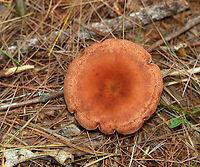 Mushroom - Lactarius/Lactifluus sp. Latex was initially clear, but turned white.<br />
<br />
Habitat: Coniferous forest<br />
https://www.jungledragon.com/image/140419/mushroom_-_lactariuslactifluus_sp.html<br />
https://www.jungledragon.com/image/140421/mushroom_-_lactariuslactifluus_sp.html<br />
https://www.jungledragon.com/image/140420/mushroom_-_lactariuslactifluus_sp.html Geotagged,Summer,United States