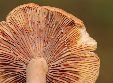 Mushroom - Lactarius/Lactifluus sp. Latex was initially clear, but turned white.

Habitat: Coniferous forest
https://www.jungledragon.com/image/140419/mushroom_-_lactariuslactifluus_sp.html
https://www.jungledragon.com/image/140421/mushroom_-_lactariuslactifluus_sp.html
https://www.jungledragon.com/image/140420/mushroom_-_lactariuslactifluus_sp.html Geotagged,Summer,United States