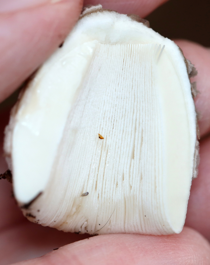 Mushroom - Amanita sp. The cap was covered in gray, felty patches and had a lined margin that was a bit sticky. I didn&rsquo;t notice a ring on the stipe, but maybe the mushroom was not mature enough to easily notice that feature?<br />
<br />
Habitat:Coniferous forest; Growing on the ground near pine and eastern hemlock<br />
<figure class="photo"><a href="https://www.jungledragon.com/image/140423/mushroom_-_amanita_sp.html" title="Mushroom - Amanita sp."><img src="https://s3.amazonaws.com/media.jungledragon.com/images/3232/140423_thumb.jpg?AWSAccessKeyId=05GMT0V3GWVNE7GGM1R2&Expires=1765411210&Signature=huLJMxev2rMUAc52QNa2IVvCLJI%3D" width="124" height="152" alt="Mushroom - Amanita sp. The cap was covered in gray, felty patches and had a lined margin that was a bit sticky. I didn&rsquo;t notice a ring on the stipe, but maybe the mushroom was not mature enough to easily notice that feature?<br />
<br />
Habitat:Coniferous forest; Growing on the ground near pine and eastern hemlock<br />
https://www.jungledragon.com/image/140422/mushroom_-_amanita_sp.html Geotagged,Summer,United States,amanita,fungus,mushroom" /></a></figure> Geotagged,Summer,United States