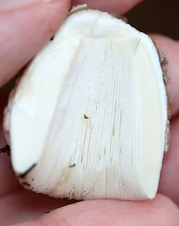 Mushroom - Amanita sp. The cap was covered in gray, felty patches and had a lined margin that was a bit sticky. I didn’t notice a ring on the stipe, but maybe the mushroom was not mature enough to easily notice that feature?

Habitat:Coniferous forest; Growing on the ground near pine and eastern hemlock
https://www.jungledragon.com/image/140423/mushroom_-_amanita_sp.html Geotagged,Summer,United States