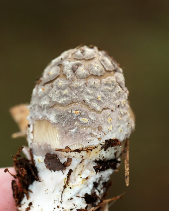 Mushroom - Amanita sp. The cap was covered in gray, felty patches and had a lined margin that was a bit sticky. I didn&rsquo;t notice a ring on the stipe, but maybe the mushroom was not mature enough to easily notice that feature?<br />
<br />
Habitat:Coniferous forest; Growing on the ground near pine and eastern hemlock<br />
<figure class="photo"><a href="https://www.jungledragon.com/image/140422/mushroom_-_amanita_sp.html" title="Mushroom - Amanita sp."><img src="https://s3.amazonaws.com/media.jungledragon.com/images/3232/140422_thumb.jpg?AWSAccessKeyId=05GMT0V3GWVNE7GGM1R2&Expires=1765411210&Signature=K%2Bcj440p0ZtP2JOtZc9TNCD3oB8%3D" width="122" height="152" alt="Mushroom - Amanita sp. The cap was covered in gray, felty patches and had a lined margin that was a bit sticky. I didn&rsquo;t notice a ring on the stipe, but maybe the mushroom was not mature enough to easily notice that feature?<br />
<br />
Habitat:Coniferous forest; Growing on the ground near pine and eastern hemlock<br />
https://www.jungledragon.com/image/140423/mushroom_-_amanita_sp.html Geotagged,Summer,United States" /></a></figure> Geotagged,Summer,United States,amanita,fungus,mushroom