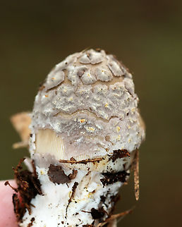 Mushroom - Amanita sp. The cap was covered in gray, felty patches and had a lined margin that was a bit sticky. I didn’t notice a ring on the stipe, but maybe the mushroom was not mature enough to easily notice that feature?

Habitat:Coniferous forest; Growing on the ground near pine and eastern hemlock
https://www.jungledragon.com/image/140422/mushroom_-_amanita_sp.html Geotagged,Summer,United States,amanita,fungus,mushroom