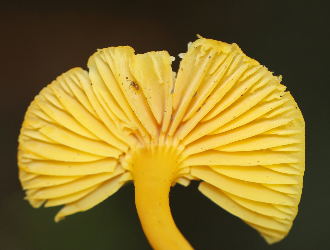 Orange-gilled Waxcap - Humidicutis marginata I&#039;m not sure about the ID, but am seeking confirmation.<br />
<br />
Habitat: Growing on the ground in a mixed forest, but under deciduous trees.<br />
<figure class="photo"><a href="https://www.jungledragon.com/image/140428/orange-gilled_waxcap_-_humidicutis_marginata.html" title="Orange-gilled Waxcap - Humidicutis marginata"><img src="https://s3.amazonaws.com/media.jungledragon.com/images/3232/140428_thumb.jpg?AWSAccessKeyId=05GMT0V3GWVNE7GGM1R2&Expires=1767225610&Signature=HDb7afFxkHn7cIiGGE4QGmW8s4A%3D" width="126" height="152" alt="Orange-gilled Waxcap - Humidicutis marginata I&#039;m not sure about the ID, but am seeking confirmation.<br />
<br />
Habitat: Growing on the ground in a mixed forest, but under deciduous trees.<br />
https://www.jungledragon.com/image/140427/orange-gilled_waxcap_-_humidicutis_marginata.html Geotagged,Humidicutis marginata,Orange Gilled Waxcap,Summer,United States,fungus,mushroom,waxcap" /></a></figure> Geotagged,Humidicutis marginata,Orange Gilled Waxcap,Summer,United States