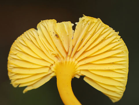 Orange-gilled Waxcap - Humidicutis marginata I'm not sure about the ID, but am seeking confirmation.

Habitat: Growing on the ground in a mixed forest, but under deciduous trees.
https://www.jungledragon.com/image/140428/orange-gilled_waxcap_-_humidicutis_marginata.html Geotagged,Humidicutis marginata,Orange Gilled Waxcap,Summer,United States