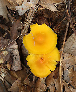 Orange-gilled Waxcap - Humidicutis marginata I'm not sure about the ID, but am seeking confirmation.

Habitat: Growing on the ground in a mixed forest, but under deciduous trees.
https://www.jungledragon.com/image/140427/orange-gilled_waxcap_-_humidicutis_marginata.html Geotagged,Humidicutis marginata,Orange Gilled Waxcap,Summer,United States,fungus,mushroom,waxcap