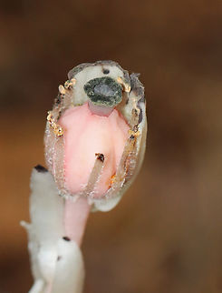 Ghost Pipe - Monotropa uniflora Habitat: Mixed forest Geotagged,Ghost Pipes,Monotropa uniflora,Summer,United States,indian pipe,monoflora