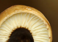 Milk-cap - Lactarius lignyotus group Habitat: Growing in moss; mixed forest<br />
https://www.jungledragon.com/image/140573/milk-cap_-_lactarius_lignyotus_group.html Geotagged,Lactarius,Lactarius lignyotus,Lactarius lignyotus group,Summer,United States,fungus,mushroom