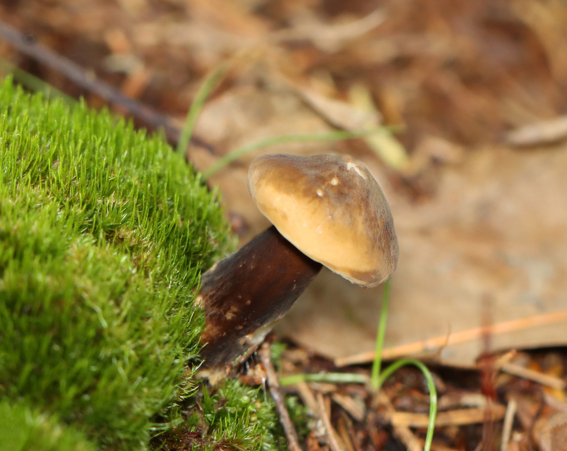 Milk-cap - Lactarius lignyotus group Habitat: Growing in moss; mixed forest<br />
<figure class="photo"><a href="https://www.jungledragon.com/image/140572/milk-cap_-_lactarius_lignyotus_group.html" title="Milk-cap - Lactarius lignyotus group"><img src="https://s3.amazonaws.com/media.jungledragon.com/images/3232/140572_thumb.jpg?AWSAccessKeyId=05GMT0V3GWVNE7GGM1R2&Expires=1767225610&Signature=Bu26hsELVVkYq81n%2Fwq%2Be2T4VO8%3D" width="200" height="146" alt="Milk-cap - Lactarius lignyotus group Habitat: Growing in moss; mixed forest<br />
https://www.jungledragon.com/image/140573/milk-cap_-_lactarius_lignyotus_group.html Geotagged,Lactarius,Lactarius lignyotus,Lactarius lignyotus group,Summer,United States,fungus,mushroom" /></a></figure> Geotagged,Lactarius lignyotus,Summer,United States