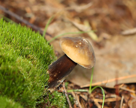 Milk-cap - Lactarius lignyotus group Habitat: Growing in moss; mixed forest
https://www.jungledragon.com/image/140572/milk-cap_-_lactarius_lignyotus_group.html Geotagged,Lactarius lignyotus,Summer,United States