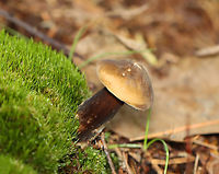 Milk-cap - Lactarius lignyotus group Habitat: Growing in moss; mixed forest<br />
https://www.jungledragon.com/image/140572/milk-cap_-_lactarius_lignyotus_group.html Geotagged,Lactarius lignyotus,Summer,United States