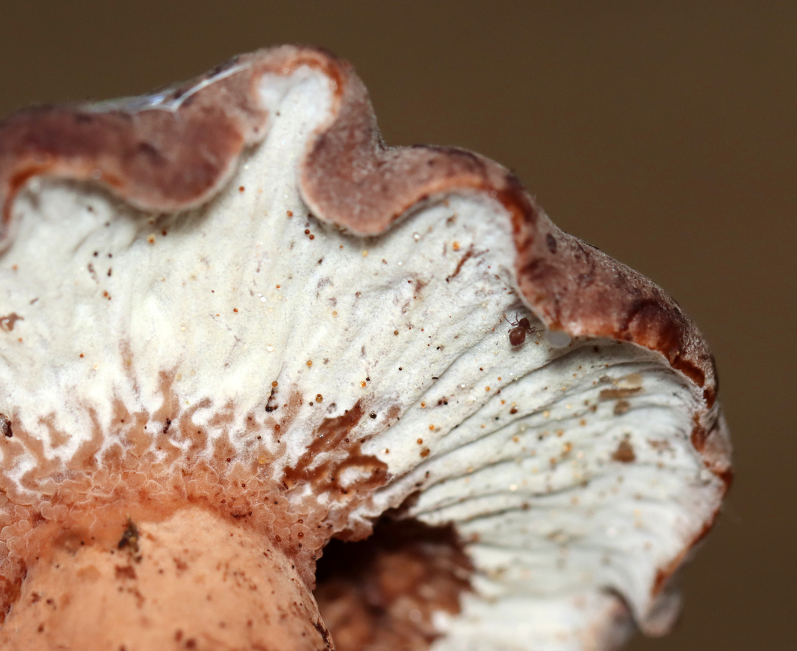 Ochre Gillgobbler - Hypomyces lateritius Habitat: Growing on what I think was Lactarius/Lactifluus sp.; mixed forest<br />
<figure class="photo"><a href="https://www.jungledragon.com/image/140575/ochre_gillgobbler_-_hypomyces_lateritius.html" title="Ochre Gillgobbler - Hypomyces lateritius"><img src="https://s3.amazonaws.com/media.jungledragon.com/images/3232/140575_thumb.jpg?AWSAccessKeyId=05GMT0V3GWVNE7GGM1R2&Expires=1759968010&Signature=dYNMV5u6ZneOtRkhsmRK79MYX5Y%3D" width="200" height="156" alt="Ochre Gillgobbler - Hypomyces lateritius Habitat: Growing on what I think was Lactarius/Lactifluus sp.; mixed forest<br />
https://www.jungledragon.com/image/140574/parasitic_fungus_-_hypomyces_lateritius.html Geotagged,Hypomyces lateritius,Summer,United States" /></a></figure> Geotagged,Hypomyces,Hypomyces lateritius,Ochre Gillgobbler,Summer,United States,fungus,mushroom,parasitic fungus
