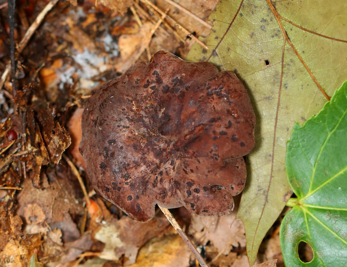 Ochre Gillgobbler - Hypomyces lateritius Habitat: Growing on what I think was Lactarius/Lactifluus sp.; mixed forest<br />
<figure class="photo"><a href="https://www.jungledragon.com/image/140574/ochre_gillgobbler_-_hypomyces_lateritius.html" title="Ochre Gillgobbler - Hypomyces lateritius"><img src="https://s3.amazonaws.com/media.jungledragon.com/images/3232/140574_thumb.jpg?AWSAccessKeyId=05GMT0V3GWVNE7GGM1R2&Expires=1759968010&Signature=3Ye1bdxeLNhqEBU8HbVuW3pX79k%3D" width="200" height="164" alt="Ochre Gillgobbler - Hypomyces lateritius Habitat: Growing on what I think was Lactarius/Lactifluus sp.; mixed forest<br />
https://www.jungledragon.com/image/140575/parasitic_fungus_-_hypomyces_lateritius.html Geotagged,Hypomyces,Hypomyces lateritius,Ochre Gillgobbler,Summer,United States,fungus,mushroom,parasitic fungus" /></a></figure> Geotagged,Hypomyces lateritius,Summer,United States