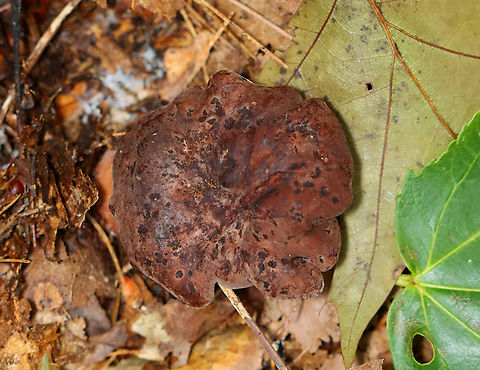 Ochre Gillgobbler - Hypomyces lateritius Habitat: Growing on what I think was Lactarius/Lactifluus sp.; mixed forest
https://www.jungledragon.com/image/140574/parasitic_fungus_-_hypomyces_lateritius.html Geotagged,Hypomyces lateritius,Summer,United States