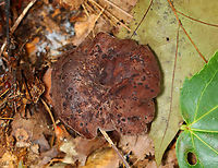 Ochre Gillgobbler - Hypomyces lateritius Habitat: Growing on what I think was Lactarius/Lactifluus sp.; mixed forest<br />
https://www.jungledragon.com/image/140574/parasitic_fungus_-_hypomyces_lateritius.html Geotagged,Hypomyces lateritius,Summer,United States