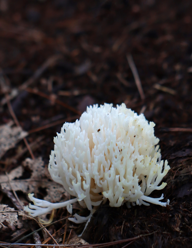 Coral Fungus - Ramariopsis kunzei Habitat: Growing in clumps on the ground and next to rotting wood; mixed forest<br />
<figure class="photo"><a href="https://www.jungledragon.com/image/140577/coral_fungus_-_ramariopsis_kunzei.html" title="Coral Fungus - Ramariopsis kunzei"><img src="https://s3.amazonaws.com/media.jungledragon.com/images/3232/140577_thumb.jpg?AWSAccessKeyId=05GMT0V3GWVNE7GGM1R2&Expires=1767225610&Signature=iZ0PfTOK7y0pzHKOjqsW5WiuxuA%3D" width="200" height="146" alt="Coral Fungus - Ramariopsis kunzei Habitat: Growing in clumps on the ground and next to rotting wood; mixed forest<br />
https://www.jungledragon.com/image/140576/coral_fungus_-_class_agaricomycetes.html Geotagged,Ramariopsis,Ramariopsis kunzei,Summer,United States,White Coral Fungus,coral fungus,fungus,mushroom" /></a></figure> Geotagged,Ramariopsis,Ramariopsis kunzei,Summer,United States,White Coral Fungus