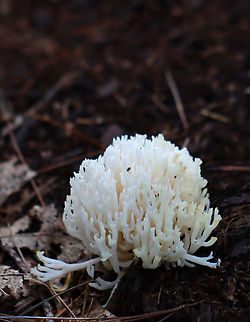 Coral Fungus - Ramariopsis kunzei Habitat: Growing in clumps on the ground and next to rotting wood; mixed forest
https://www.jungledragon.com/image/140577/coral_fungus_-_class_agaricomycetes.html Geotagged,Ramariopsis,Ramariopsis kunzei,Summer,United States,White Coral Fungus