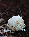 Coral Fungus - Ramariopsis kunzei Habitat: Growing in clumps on the ground and next to rotting wood; mixed forest<br />
https://www.jungledragon.com/image/140577/coral_fungus_-_class_agaricomycetes.html Geotagged,Ramariopsis,Ramariopsis kunzei,Summer,United States,White Coral Fungus