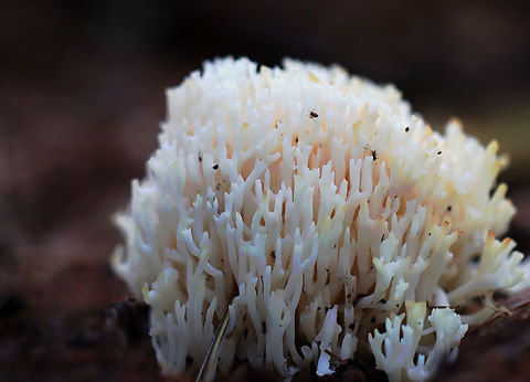 Coral Fungus - Ramariopsis kunzei Habitat: Growing in clumps on the ground and next to rotting wood; mixed forest
https://www.jungledragon.com/image/140576/coral_fungus_-_class_agaricomycetes.html Geotagged,Ramariopsis,Ramariopsis kunzei,Summer,United States,White Coral Fungus,coral fungus,fungus,mushroom