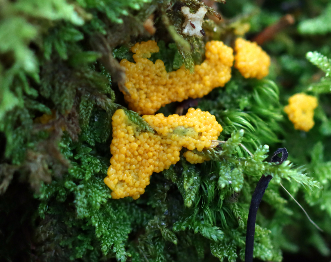Slime Mold - Myxomycetes Might be Fuligo septica?<br />
<br />
Habitat: Growing on moss; mixed forest Geotagged,Myxomycetes,Summer,United States,slime mold
