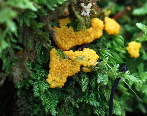 Slime Mold - Myxomycetes Might be Fuligo septica?

Habitat: Growing on moss; mixed forest Geotagged,Myxomycetes,Summer,United States,slime mold