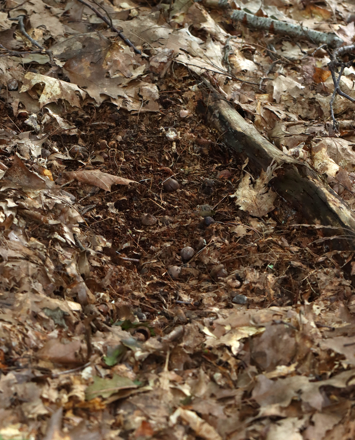 Somebody Slept Here... Maybe from wild turkeys resting or dusting. Could be from another animal though, like a fox or deer.<br />
<br />
Habitat: Mixed forest Geotagged,Summer,United States,sign,signs of wildlife