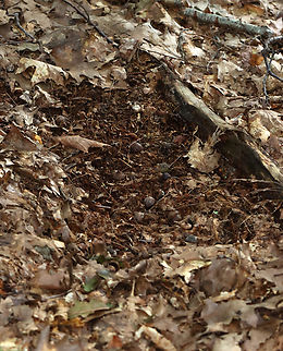 Somebody Slept Here... Maybe from wild turkeys resting or dusting. Could be from another animal though, like a fox or deer.

Habitat: Mixed forest Geotagged,Summer,United States,sign,signs of wildlife