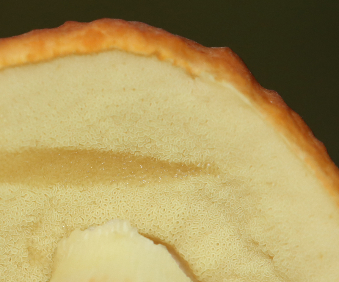 Mushroom - Leccinum longicurvipes Habitat: Growing on the ground; mostly deciduous forest<br />
<figure class="photo"><a href="https://www.jungledragon.com/image/140582/mushroom_-_leccinum_longicurvipes.html" title="Mushroom - Leccinum longicurvipes"><img src="https://s3.amazonaws.com/media.jungledragon.com/images/3232/140582_thumb.jpg?AWSAccessKeyId=05GMT0V3GWVNE7GGM1R2&Expires=1767225610&Signature=puEDUz9X18JEJyoqo5CvQpdpG3o%3D" width="200" height="164" alt="Mushroom - Leccinum longicurvipes Habitat: Growing on the ground; mostly deciduous forest<br />
https://www.jungledragon.com/image/140582/mushroom_-_leccinum_longicurvipes.html<br />
https://www.jungledragon.com/image/140581/mushroom_-_leccinum_longicurvipes.html<br />
https://www.jungledragon.com/image/140580/mushroom_-_leccinum_longicurvipes.html Geotagged,Leccinum,Leccinum Longicurvipes,Leccinum longicurvipes,Summer,United States,fungus,mushroom" /></a></figure><br />
<figure class="photo"><a href="https://www.jungledragon.com/image/140581/mushroom_-_leccinum_longicurvipes.html" title="Mushroom - Leccinum longicurvipes"><img src="https://s3.amazonaws.com/media.jungledragon.com/images/3232/140581_thumb.jpg?AWSAccessKeyId=05GMT0V3GWVNE7GGM1R2&Expires=1767225610&Signature=i8u%2BHIVLtKCjwt9pBh3q5cWaEs8%3D" width="200" height="148" alt="Mushroom - Leccinum longicurvipes Habitat: Growing on the ground; mostly deciduous forest<br />
https://www.jungledragon.com/image/140582/mushroom_-_leccinum_longicurvipes.html<br />
https://www.jungledragon.com/image/140581/mushroom_-_leccinum_longicurvipes.html<br />
https://www.jungledragon.com/image/140580/mushroom_-_leccinum_longicurvipes.html Geotagged,Leccinum Longicurvipes,Leccinum longicurvipes,Summer,United States" /></a></figure><br />
<figure class="photo"><a href="https://www.jungledragon.com/image/140580/mushroom_-_leccinum_longicurvipes.html" title="Mushroom - Leccinum longicurvipes"><img src="https://s3.amazonaws.com/media.jungledragon.com/images/3232/140580_thumb.jpg?AWSAccessKeyId=05GMT0V3GWVNE7GGM1R2&Expires=1767225610&Signature=iZWWUvgFvqa%2BhUIgdSWnQOUevbI%3D" width="200" height="168" alt="Mushroom - Leccinum longicurvipes Habitat: Growing on the ground; mostly deciduous forest<br />
https://www.jungledragon.com/image/140582/mushroom_-_leccinum_longicurvipes.html<br />
https://www.jungledragon.com/image/140581/mushroom_-_leccinum_longicurvipes.html<br />
https://www.jungledragon.com/image/140580/mushroom_-_leccinum_longicurvipes.html Geotagged,Leccinum Longicurvipes,Leccinum longicurvipes,Summer,United States" /></a></figure> Geotagged,Leccinum Longicurvipes,Leccinum longicurvipes,Summer,United States