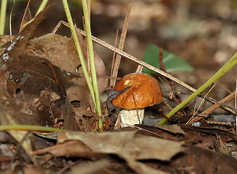 Mushroom - Leccinum longicurvipes Habitat: Growing on the ground; mostly deciduous forest
https://www.jungledragon.com/image/140582/mushroom_-_leccinum_longicurvipes.html
https://www.jungledragon.com/image/140581/mushroom_-_leccinum_longicurvipes.html
https://www.jungledragon.com/image/140580/mushroom_-_leccinum_longicurvipes.html Geotagged,Leccinum Longicurvipes,Leccinum longicurvipes,Summer,United States