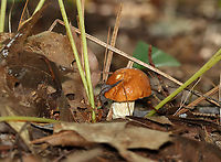 Mushroom - Leccinum longicurvipes Habitat: Growing on the ground; mostly deciduous forest<br />
https://www.jungledragon.com/image/140582/mushroom_-_leccinum_longicurvipes.html<br />
https://www.jungledragon.com/image/140581/mushroom_-_leccinum_longicurvipes.html<br />
https://www.jungledragon.com/image/140580/mushroom_-_leccinum_longicurvipes.html Geotagged,Leccinum Longicurvipes,Leccinum longicurvipes,Summer,United States