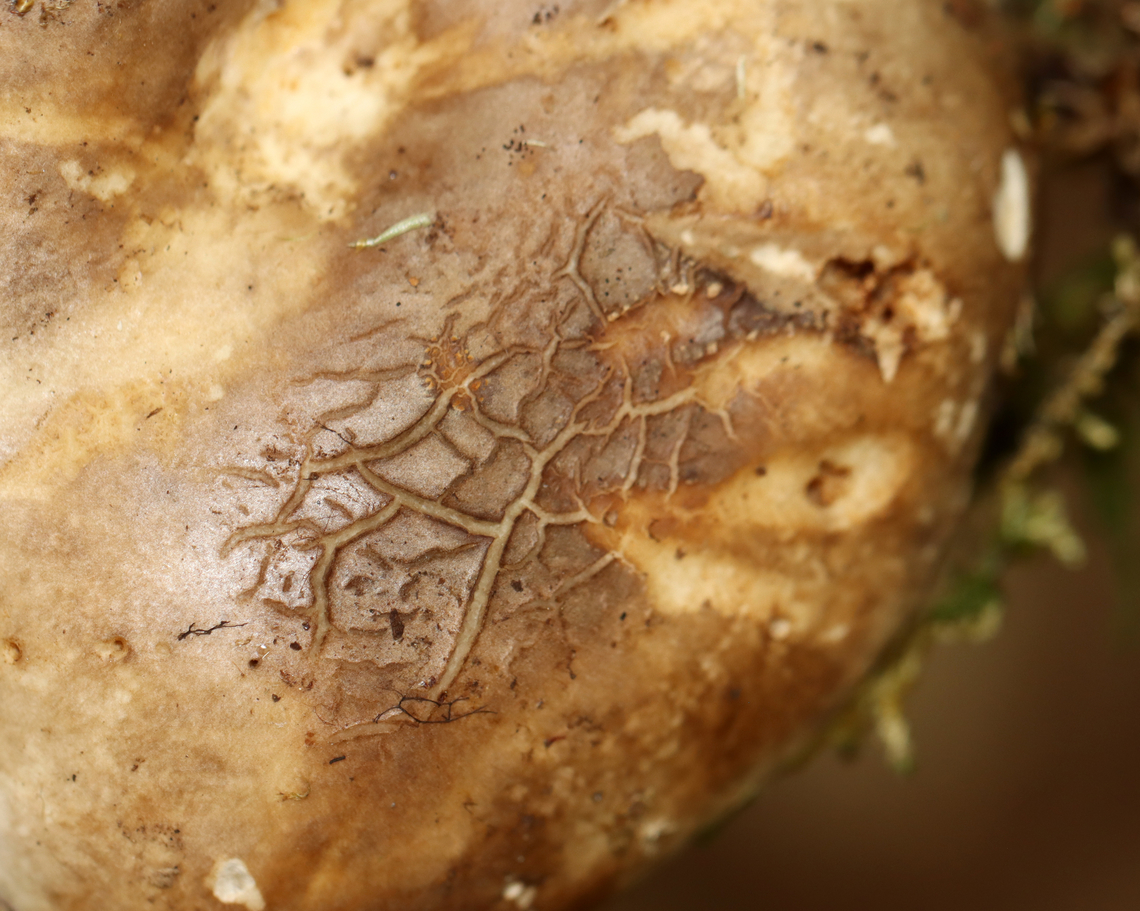 Mushroom - Family Russulaceae Looks like either Russula sp. or Lactarius/Lactifluus sp.<br />
<br />
Habitat: Growing in moss; mixed forest<br />
<figure class="photo"><a href="https://www.jungledragon.com/image/140595/mushroom_-_family_russulaceae.html" title="Mushroom - Family Russulaceae"><img src="https://s3.amazonaws.com/media.jungledragon.com/images/3232/140595_thumb.jpg?AWSAccessKeyId=05GMT0V3GWVNE7GGM1R2&Expires=1765411210&Signature=PQbApws2ICdZQETX6JNbHZHE5%2FY%3D" width="200" height="162" alt="Mushroom - Family Russulaceae Looks like either Russula sp. or Lactarius/Lactifluus sp.<br />
<br />
Habitat: Growing in moss; mixed forest<br />
https://www.jungledragon.com/image/140595/mushroom_-_family_russulaceae.html<br />
https://www.jungledragon.com/image/140594/mushroom_-_family_russulaceae.html<br />
https://www.jungledragon.com/image/140593/mushroom_-_family_russulaceae.html Geotagged,Summer,United States" /></a></figure><br />
<figure class="photo"><a href="https://www.jungledragon.com/image/140594/mushroom_-_family_russulaceae.html" title="Mushroom - Family Russulaceae"><img src="https://s3.amazonaws.com/media.jungledragon.com/images/3232/140594_thumb.jpg?AWSAccessKeyId=05GMT0V3GWVNE7GGM1R2&Expires=1765411210&Signature=tLsTJnaiv60eHGyu%2Br1P7K1v%2Fjw%3D" width="200" height="160" alt="Mushroom - Family Russulaceae Looks like either Russula sp. or Lactarius/Lactifluus sp.<br />
<br />
Habitat: Growing in moss; mixed forest<br />
https://www.jungledragon.com/image/140595/mushroom_-_family_russulaceae.html<br />
https://www.jungledragon.com/image/140594/mushroom_-_family_russulaceae.html<br />
https://www.jungledragon.com/image/140593/mushroom_-_family_russulaceae.html Geotagged,Summer,United States,fungus,mushroom,russulaceae" /></a></figure><br />
<figure class="photo"><a href="https://www.jungledragon.com/image/140593/mushroom_-_family_russulaceae.html" title="Mushroom - Family Russulaceae"><img src="https://s3.amazonaws.com/media.jungledragon.com/images/3232/140593_thumb.jpg?AWSAccessKeyId=05GMT0V3GWVNE7GGM1R2&Expires=1765411210&Signature=5OoS33P%2Bu7xDhTN%2BhtDbPfov%2Fkk%3D" width="200" height="152" alt="Mushroom - Family Russulaceae Looks like either Russula sp. or Lactarius/Lactifluus sp.<br />
<br />
Habitat: Growing in moss; mixed forest<br />
https://www.jungledragon.com/image/140595/mushroom_-_family_russulaceae.html<br />
https://www.jungledragon.com/image/140594/mushroom_-_family_russulaceae.html<br />
https://www.jungledragon.com/image/140593/mushroom_-_family_russulaceae.html Geotagged,Summer,United States" /></a></figure> Geotagged,Summer,United States,fungus,mushroom,russulaceae
