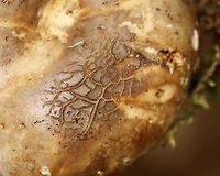 Mushroom - Family Russulaceae Looks like either Russula sp. or Lactarius/Lactifluus sp.<br />
<br />
Habitat: Growing in moss; mixed forest<br />
https://www.jungledragon.com/image/140595/mushroom_-_family_russulaceae.html<br />
https://www.jungledragon.com/image/140594/mushroom_-_family_russulaceae.html<br />
https://www.jungledragon.com/image/140593/mushroom_-_family_russulaceae.html Geotagged,Summer,United States,fungus,mushroom,russulaceae