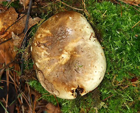 Mushroom - Family Russulaceae Looks like either Russula sp. or Lactarius/Lactifluus sp.

Habitat: Growing in moss; mixed forest
https://www.jungledragon.com/image/140595/mushroom_-_family_russulaceae.html
https://www.jungledragon.com/image/140594/mushroom_-_family_russulaceae.html
https://www.jungledragon.com/image/140593/mushroom_-_family_russulaceae.html Geotagged,Summer,United States